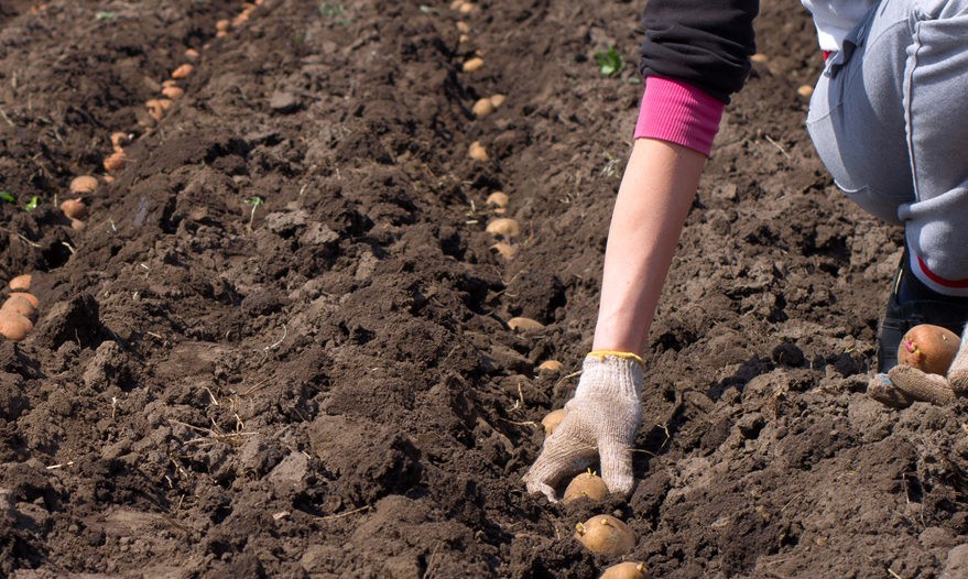 Расположение посадки картофеля.