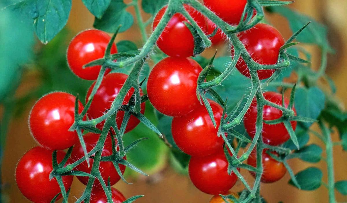 Правильное выращивание томатов