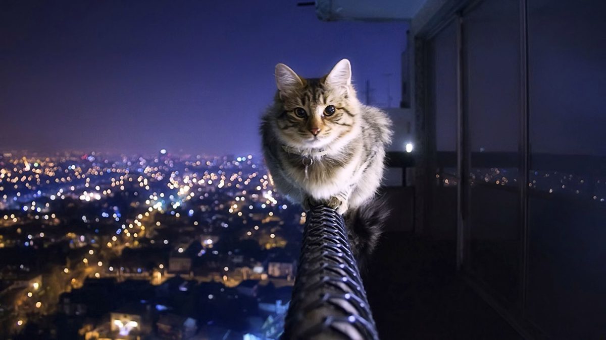 Кот на высоте