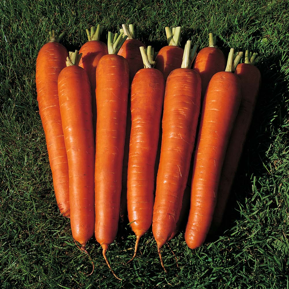 Лучшие сорта моркови под зиму