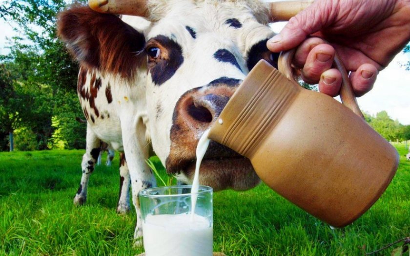Почему домашнее молоко скисло и стало горьким, как полынь?