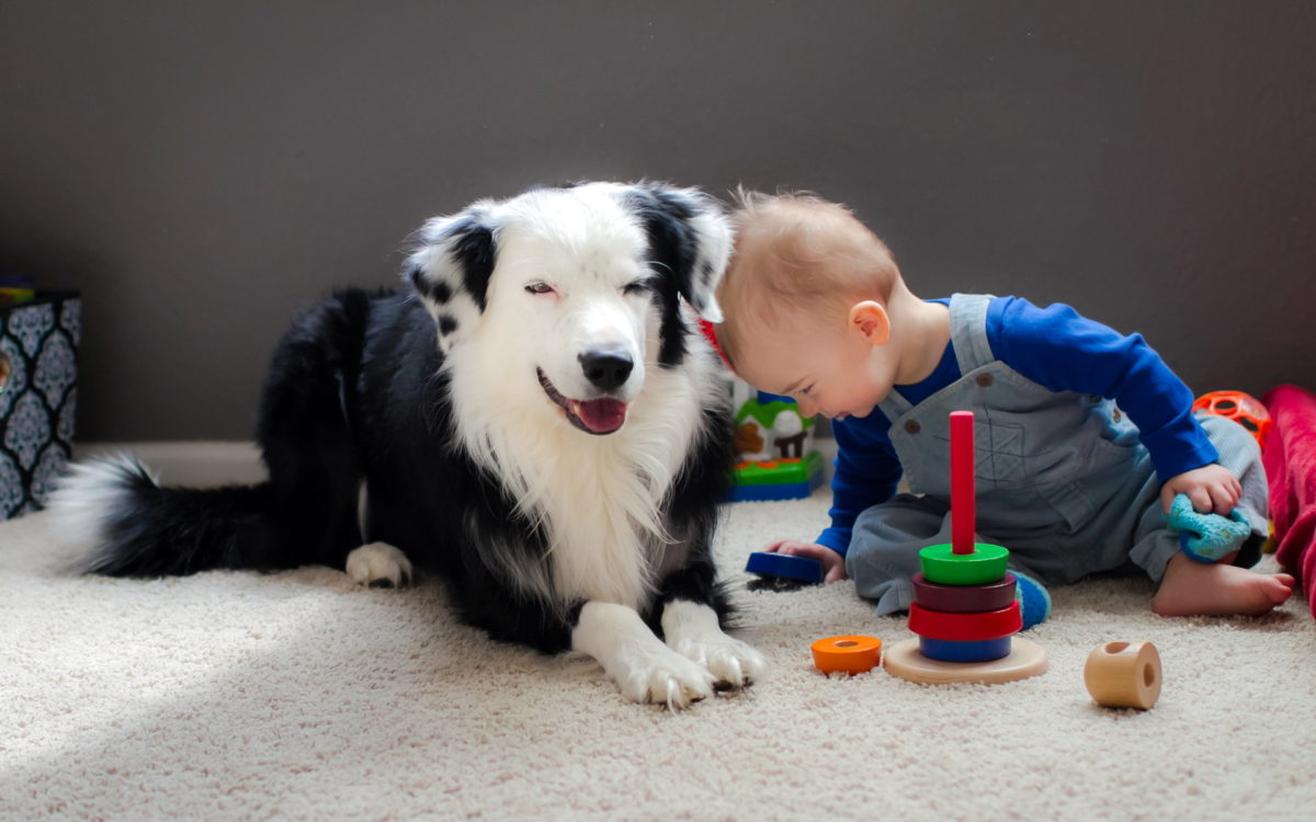 Дети играют с собакой