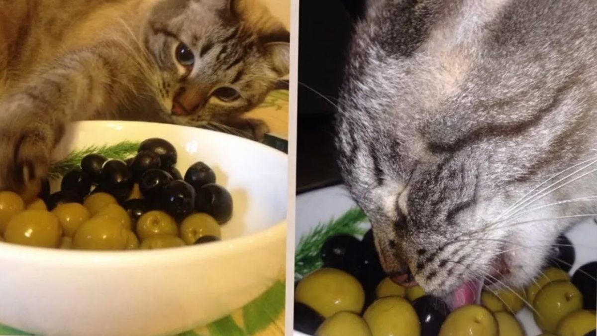 Кошка и оливки