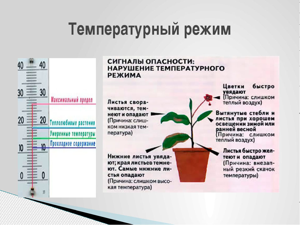 Температурный режим для растений