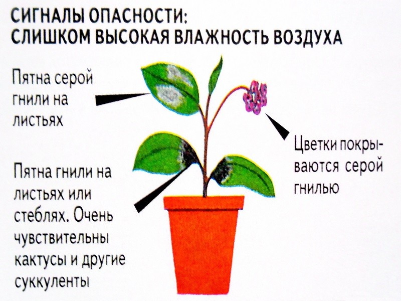 Влажность для растений