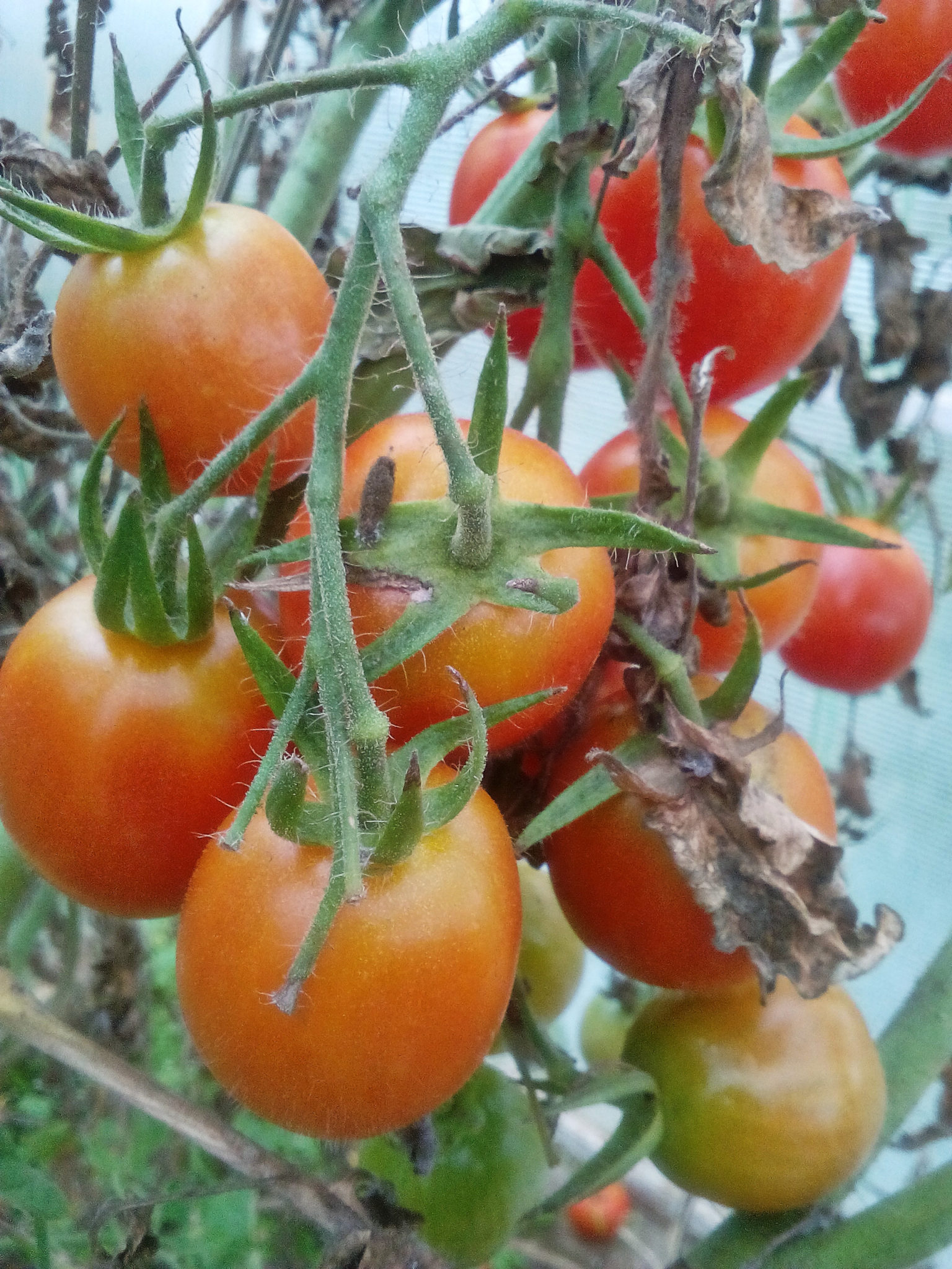 Как выбрать семена томатов для богатого урожая в будущем году