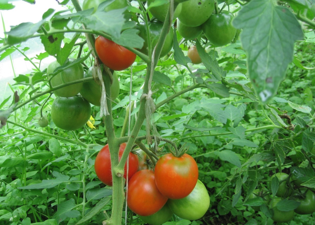 Сохранения помидор в дождливое лето
