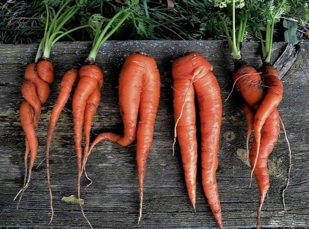 почему морковь растет кривая