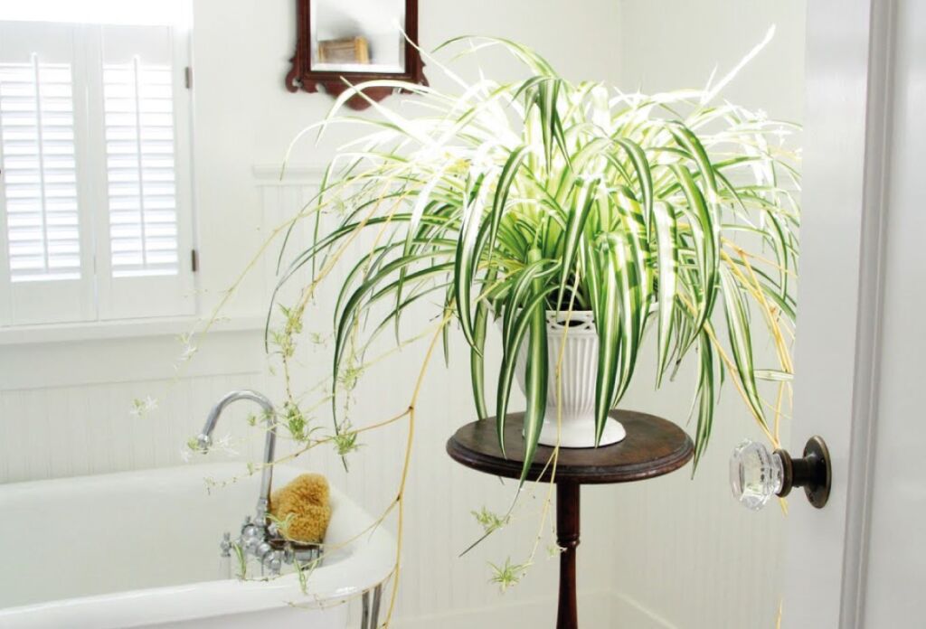 Растения для ванной комнаты