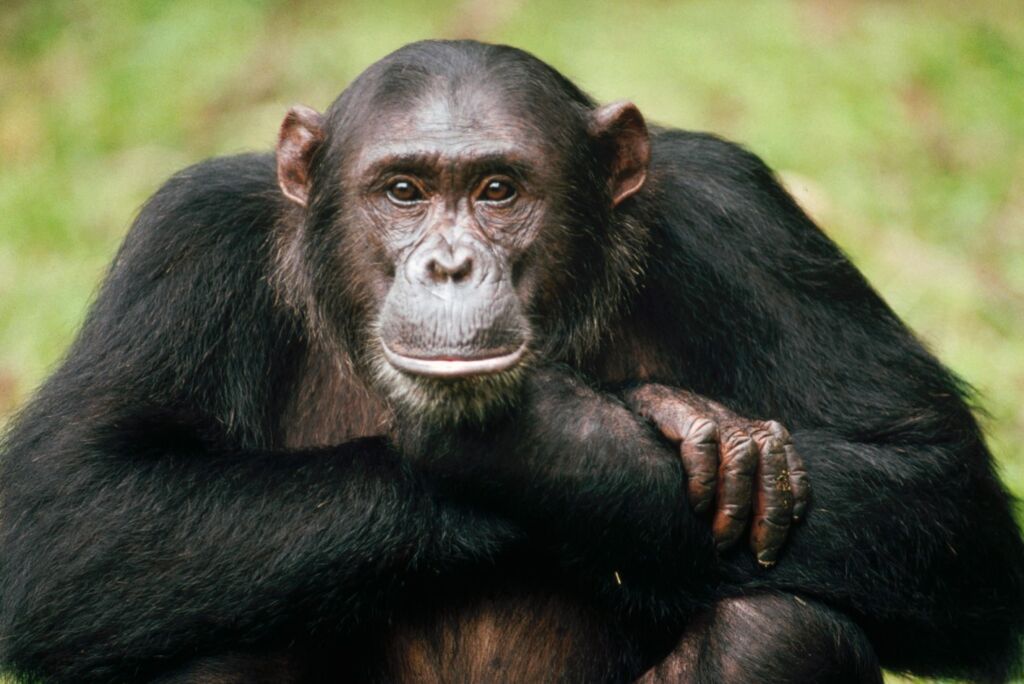 Шимпанзе обыкновенный