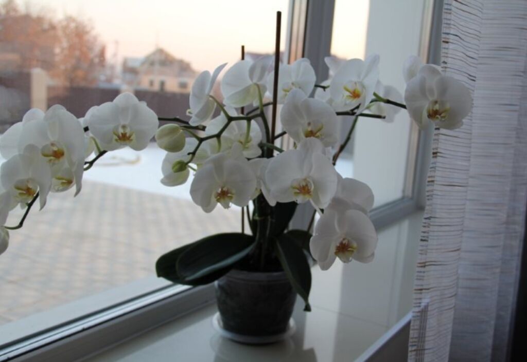 Орхидея у окна