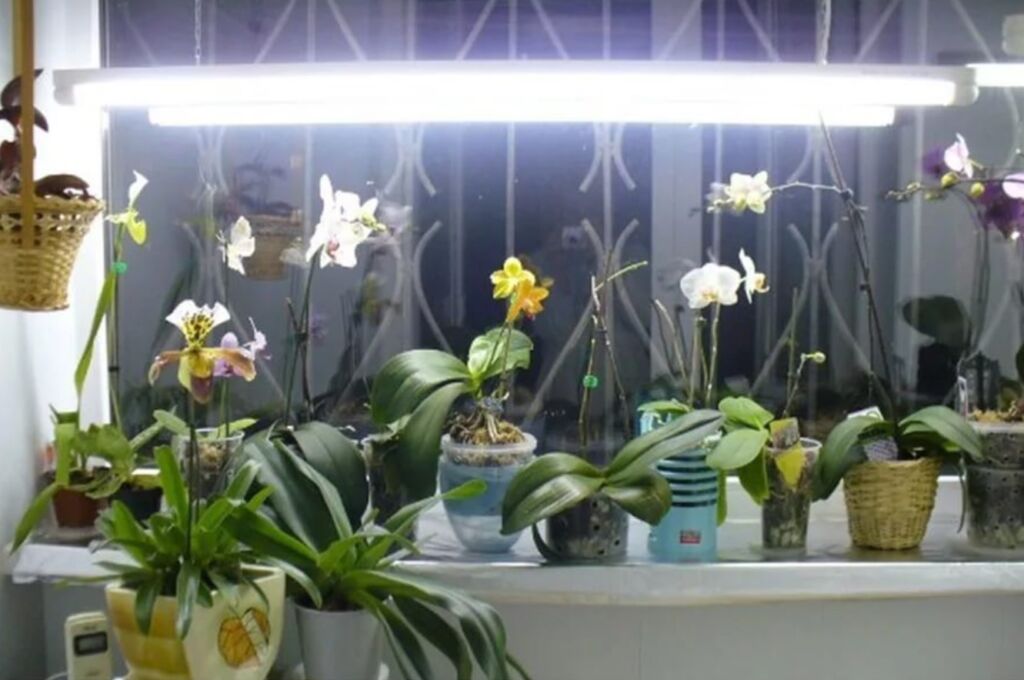 Освещение для орхидеи