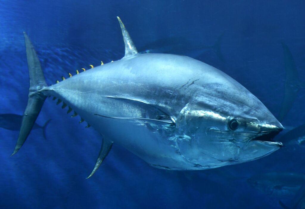 Голубой тунец