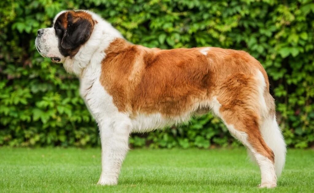 Какая самая длинная собака в мире порода
