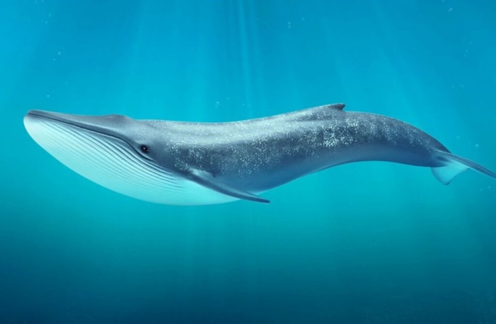 Синий (голубой) кит