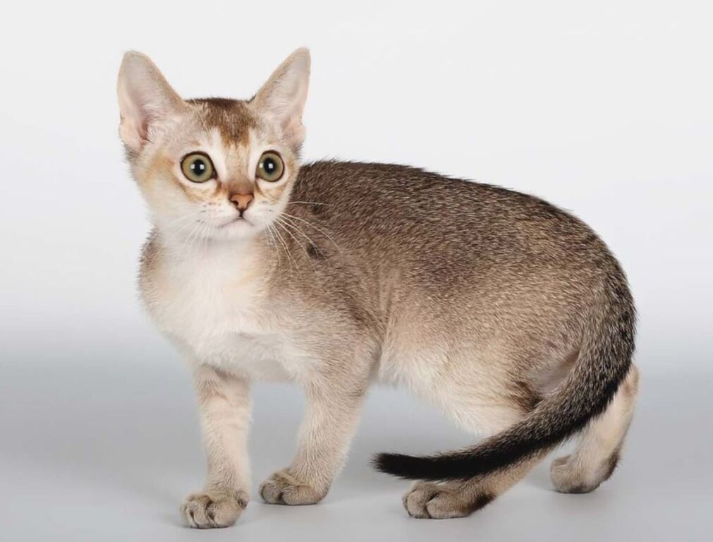 Сингапурская кошка