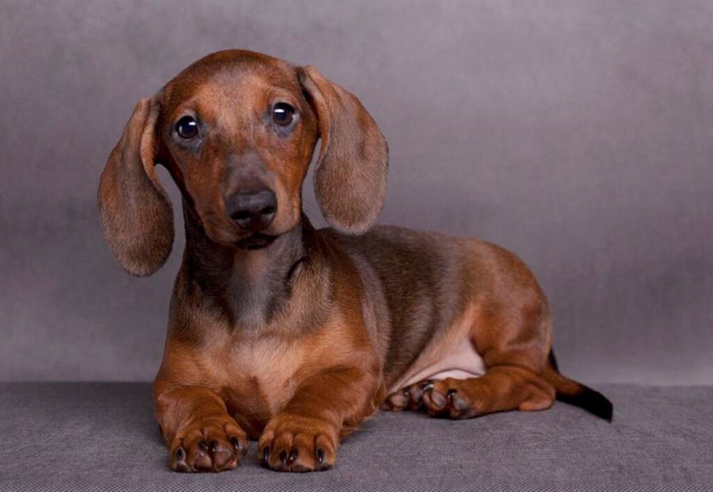 Порода, цена. ТОП 20 пород самых маленьких собак в мире