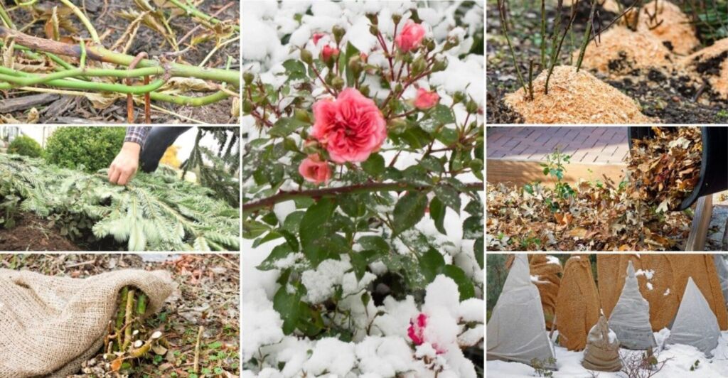 Зимовка садовых роз