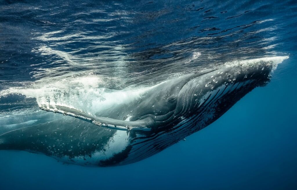 Крупный кит