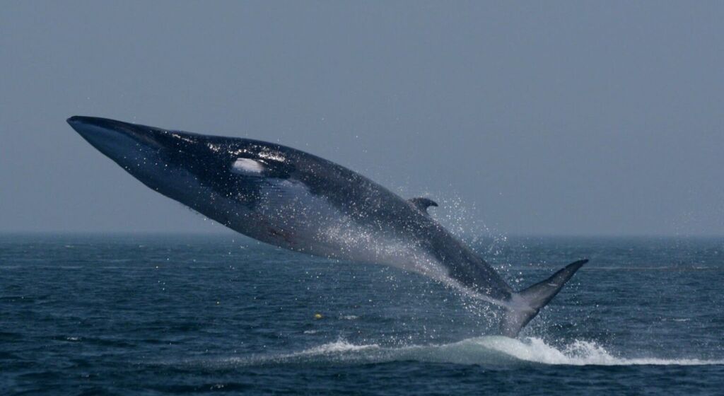 Финвал кит