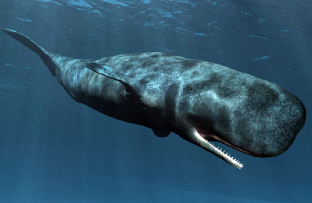 Кашалот кит