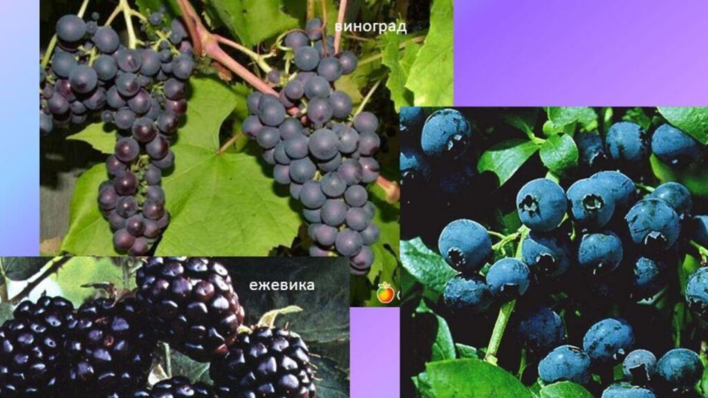 Черника, ежевика, виноград