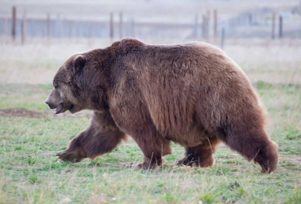Медведь-кадьяк