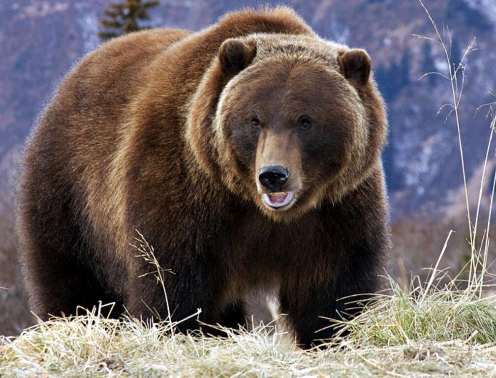 Медведь-гризли